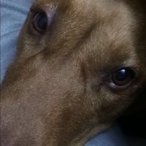 Meet your Posher, Mac